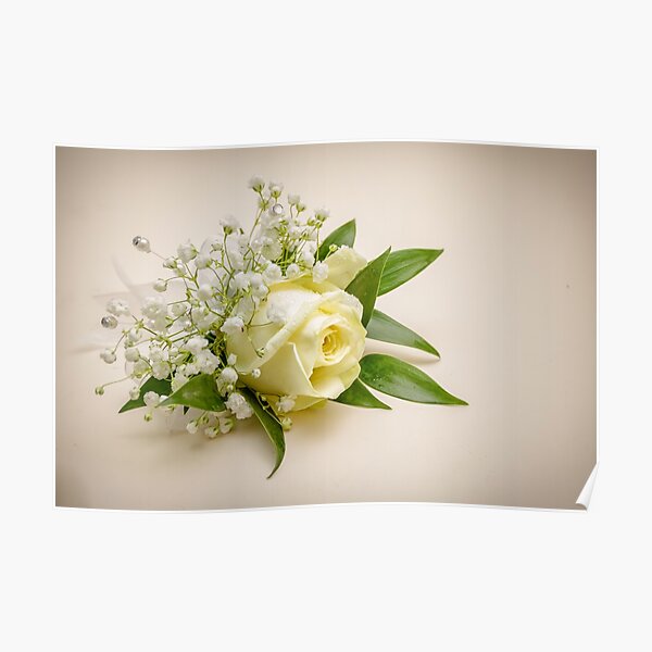 A Cream Rose Buttonhole with Gypsophilia Poster