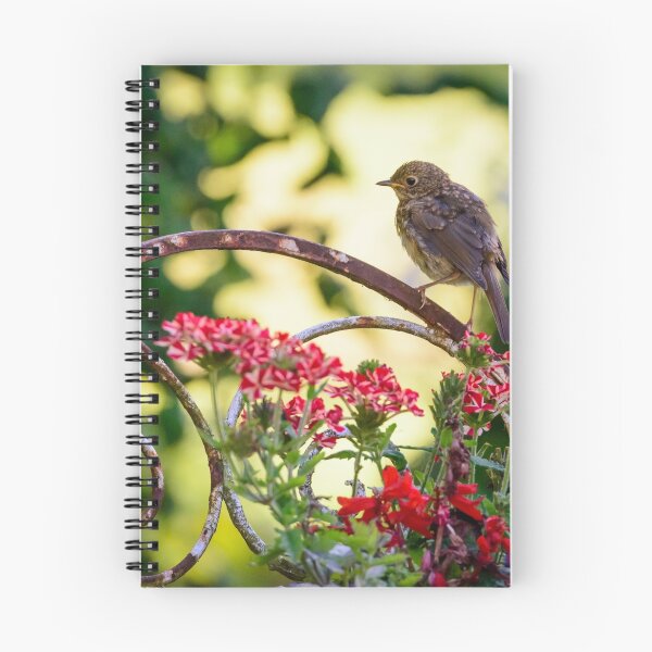 Item preview, Young robin on a rusty chair designed and sold by AndrewJonesFoto.