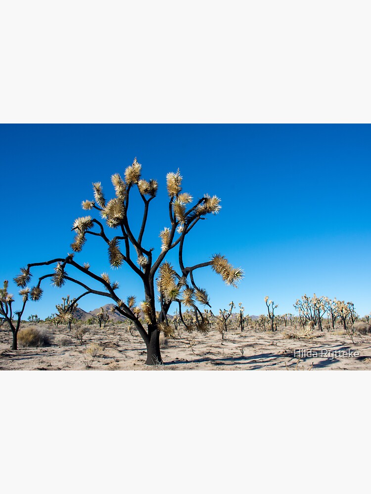 Burnt Joshua Tree In The Mojave National Preserve Sticker For Sale By Hrytteke Redbubble 