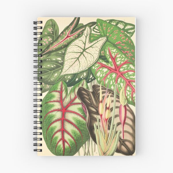 Item preview, Assorted Caladium and Alocasia - Belgique horticole - Botanical Illustration designed and sold by chimakingthings.