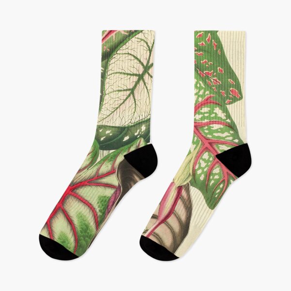 Item preview, Assorted Caladium and Alocasia - Belgique horticole - Botanical Illustration designed and sold by chimakingthings.