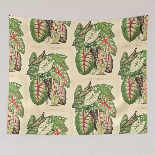 Item preview, Caladium y Alocasia surtidos - Belgique horticole - Ilustración botánica designed and sold by chimakingthings.