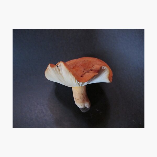 Lactarius Clarkae Photographic Print