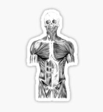human body anatomy Sticker