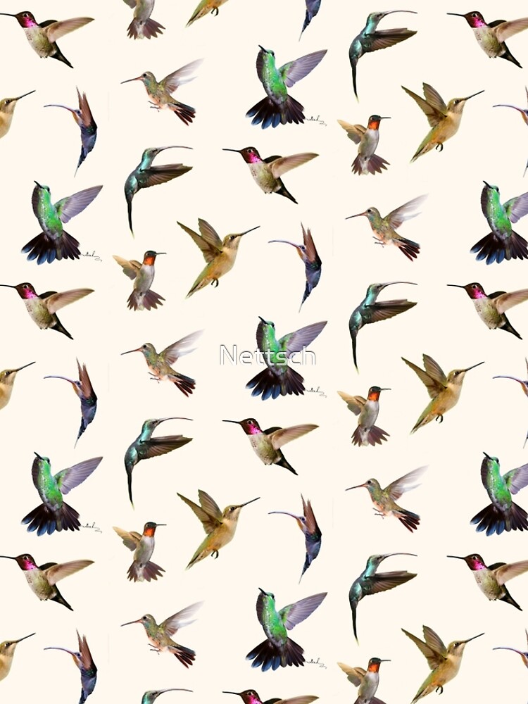 humming-bird by Nettsch
