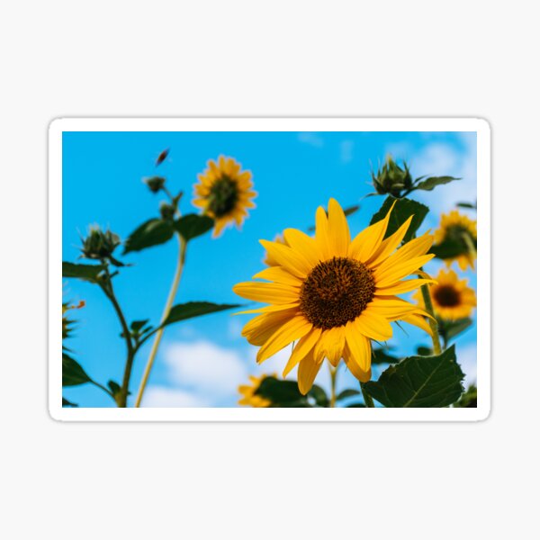 Beautiful Sunflowers Sticker