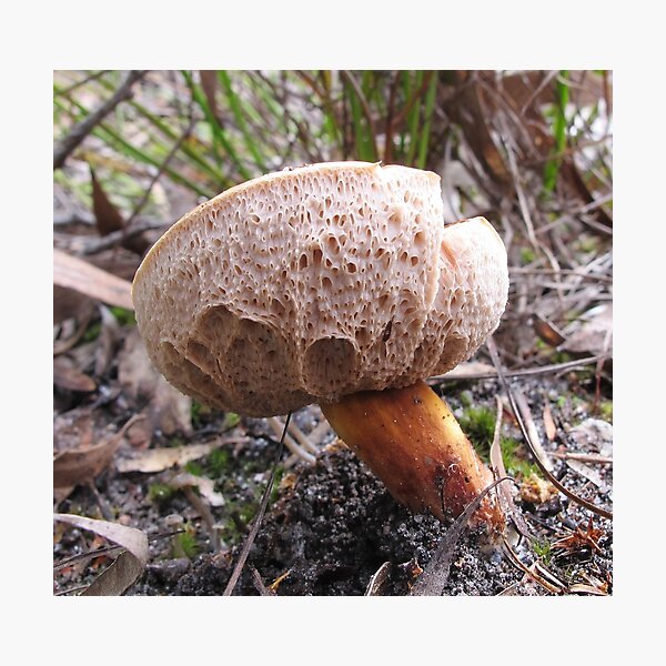 Australian Bolete Photographic Print