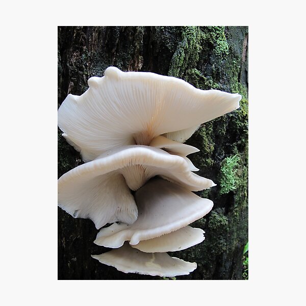 Australian Bio-luminescent fungi Photographic Print
