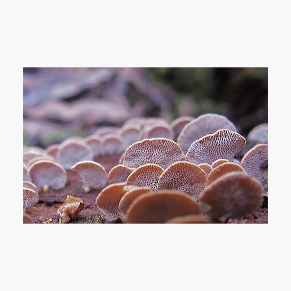 Little Ping-pong bat fungi Photographic Print