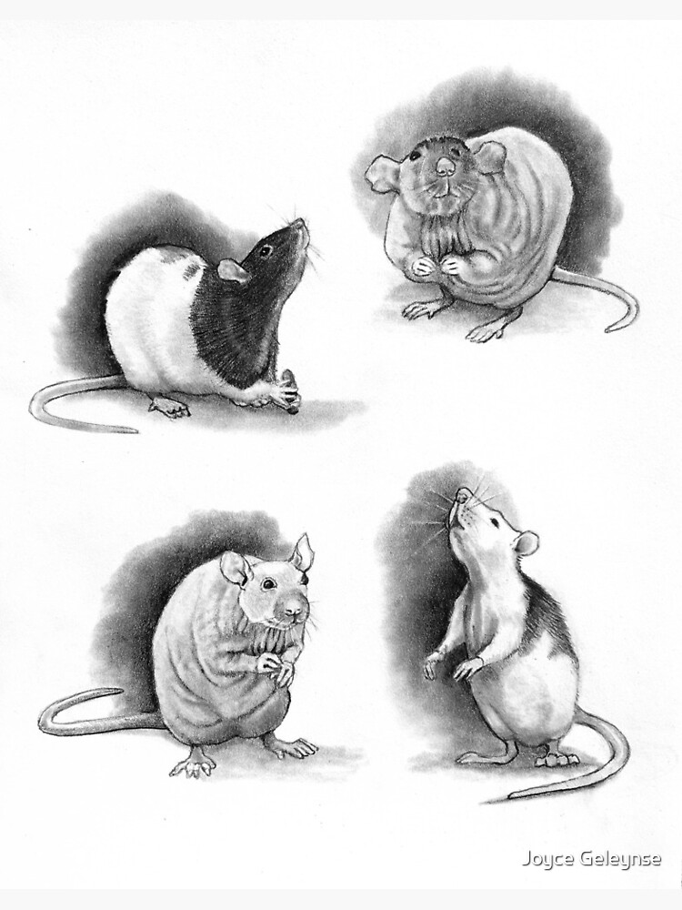 Draw a rat with simple shapes | Online drawing tutorials