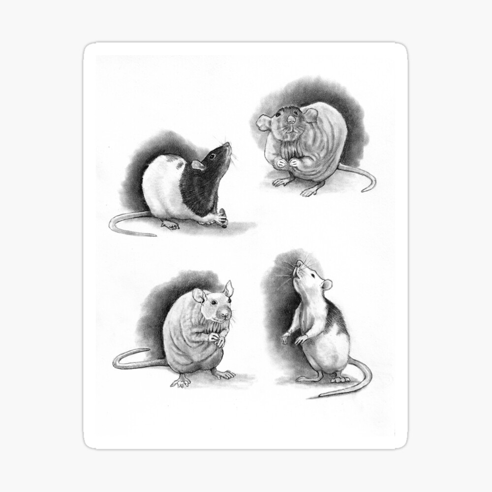 Vector Hand Drawn Illustrations Cute Realistic Rat Stock Illustration -  Download Image Now - iStock
