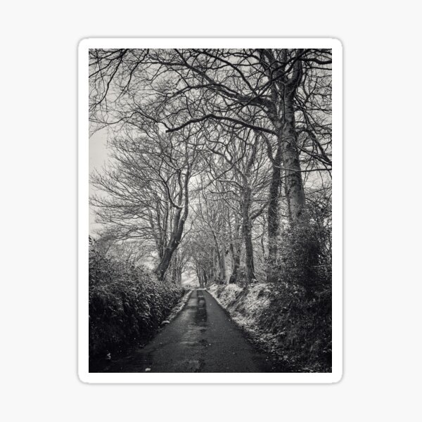 Winter Country Lane with Bare Trees Sticker