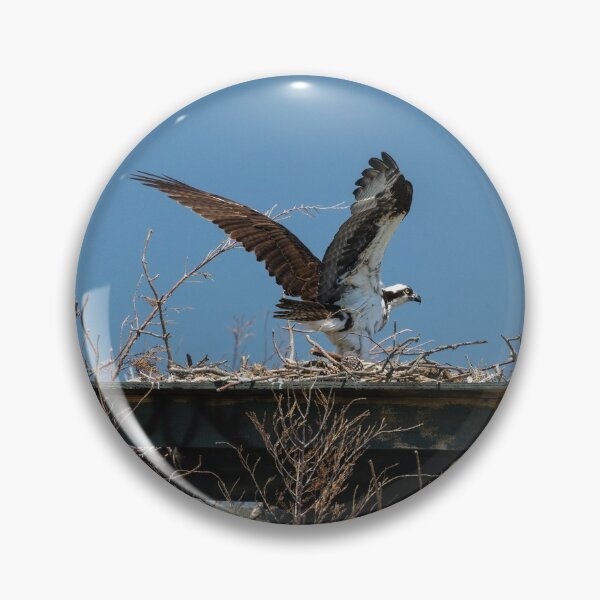 Item preview, Osprey Prepares for Takeoff designed and sold by ShorelineImages.