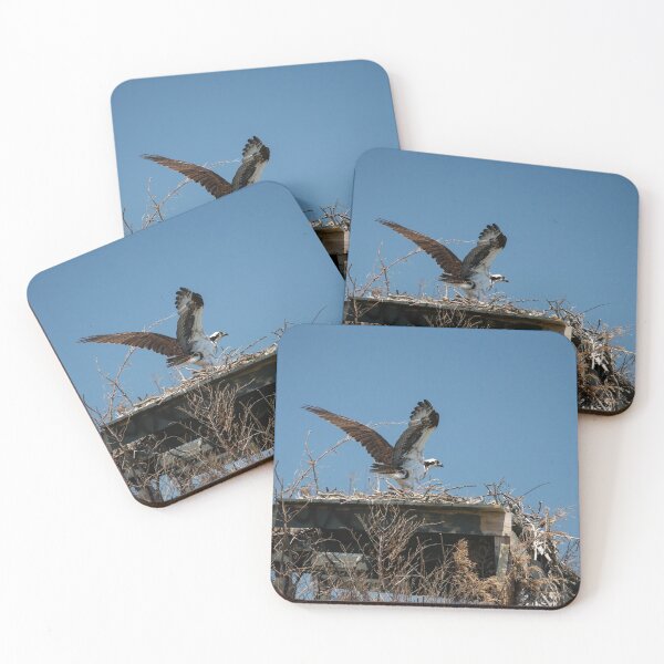 Item preview, Osprey Prepares for Takeoff designed and sold by ShorelineImages.