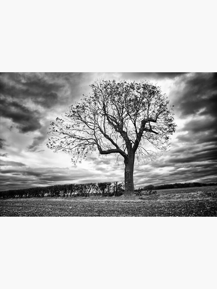 End Of Summer Black And White Tree Canvas Print For Sale By