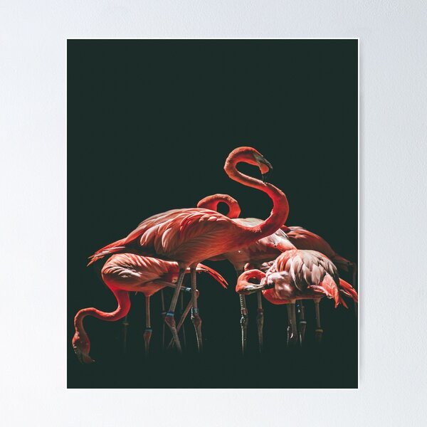 Flamingo Gotta Go Poster for Sale by 42nooARTS