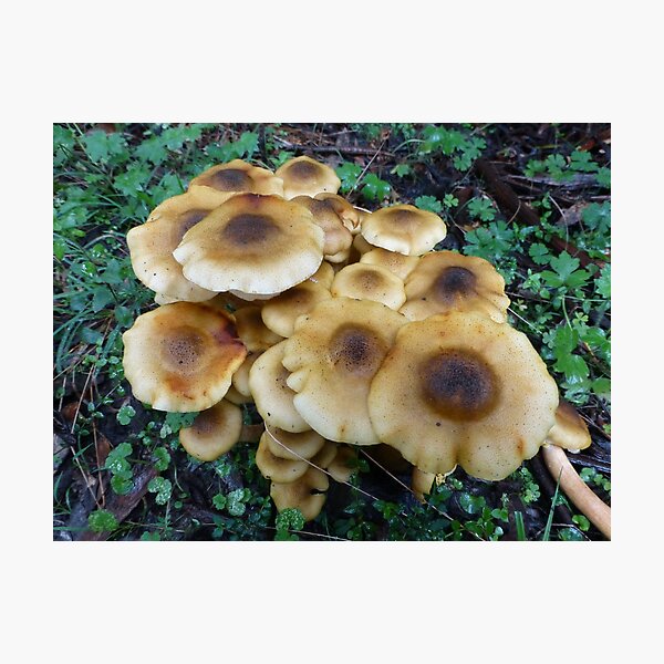 Fried egg fungi Photographic Print