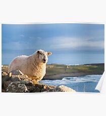 Donegal Sheep Poster
