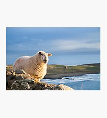 Donegal Sheep Photographic Print