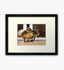 Boy... I Think I Ate Far Too Much... - Ducklings - NZ Framed Print