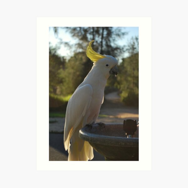 Showing Off by Lorraine McCarthy Art Print