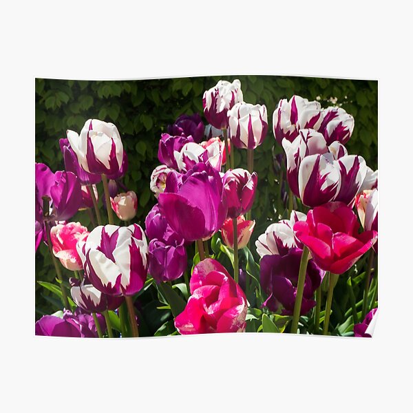"A triumph of tulips" Poster by JosieGilbert Redbubble