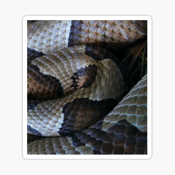 Copperhead Sticker