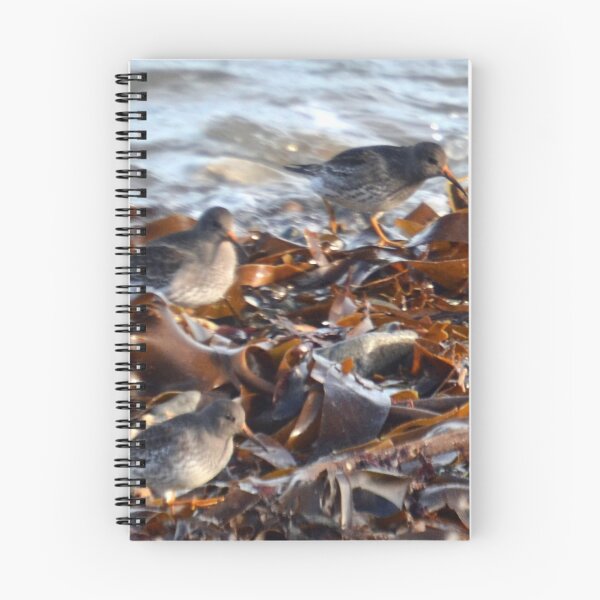 Item preview, Purple Sandpiper - Dorset UK designed and sold by lynn carter.