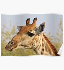 Giraffe - African Wildlife Background - Colorful Solitude Poster