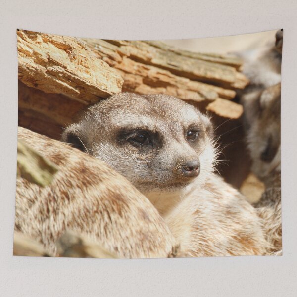 Item preview, Meerkat 049 designed and sold by JAMFoto.