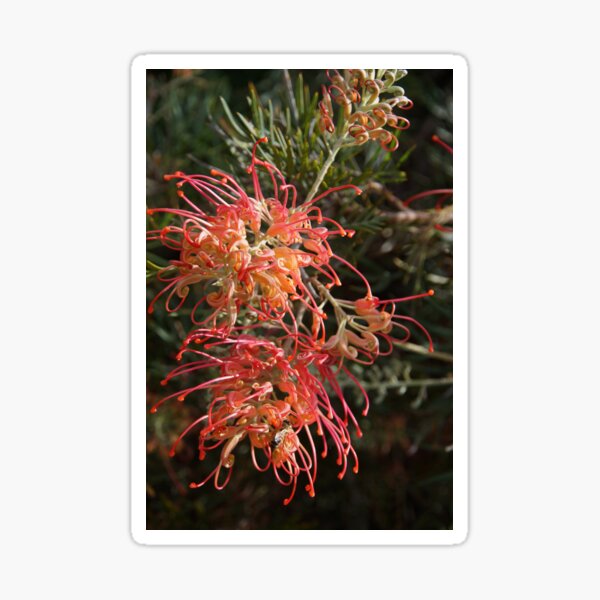 Item preview, Grevillea by Adelaide Artist Avril Thomas at Magpie Springs designed and sold by MagpieSprings.