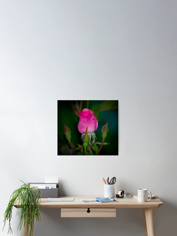 Thumbnail 2 of 3, Poster, Pink Rose designed and sold by RandyHume.