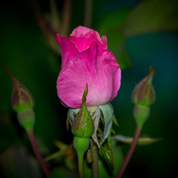 Artwork thumbnail, Pink Rose by RandyHume