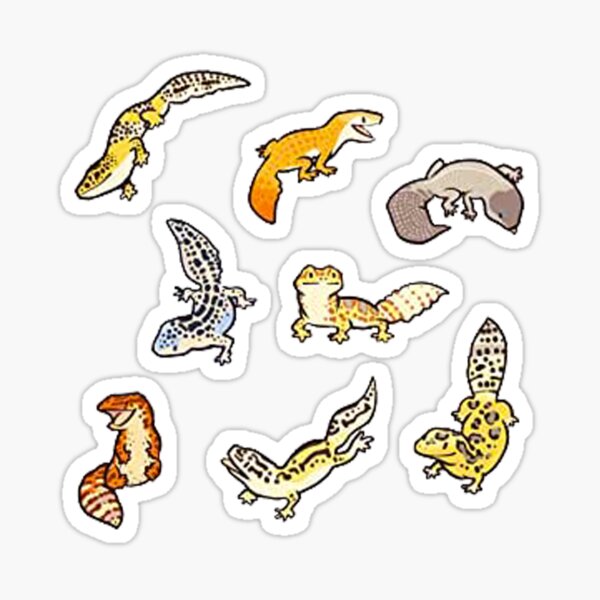 chub gecko babies Sticker