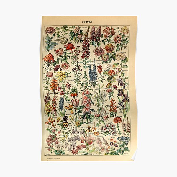 Vintage Blumenposter - Adolphe Millot Poster