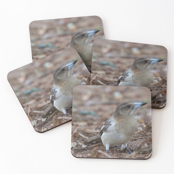 Item preview, Grey Butcherbird  designed and sold by MargsNaturePix.