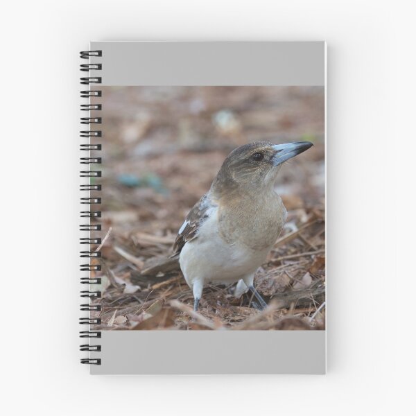 Item preview, Grey Butcherbird  designed and sold by MargsNaturePix.