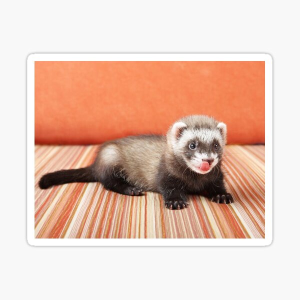 Produits Sur Le Theme Furet B C3 b C3 Redbubble