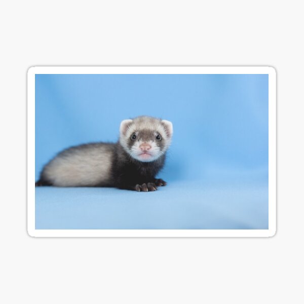 Produits Sur Le Theme Furet B C3 b C3 Redbubble