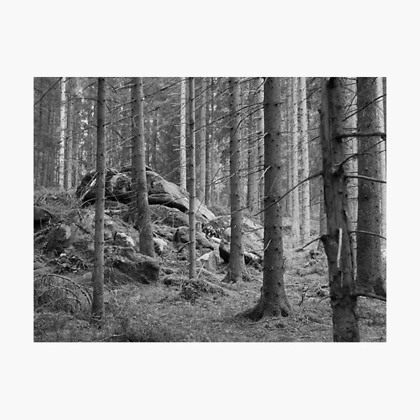 In dem Schwarzwald Fotodruck