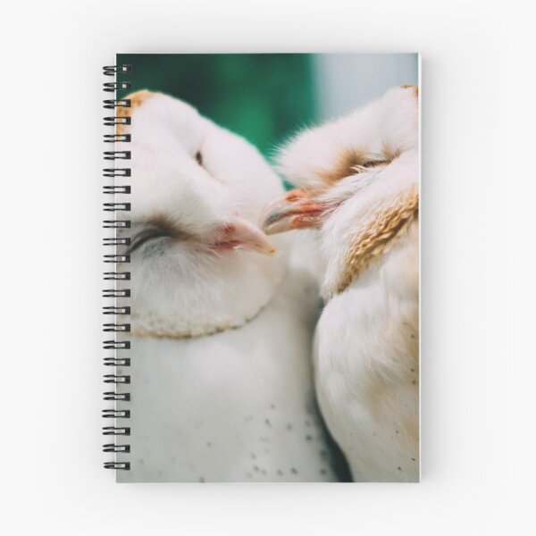 Item preview, Kissing Birds - A Pair of Fluffy Owls Cooing and Kissing - Owls Preen Each Other With Love designed and sold by sthNnth.