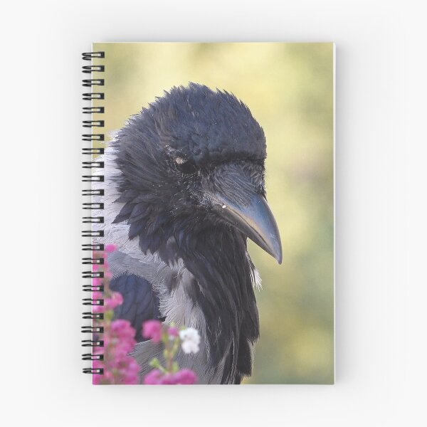 Item preview, Hooded crow designed and sold by Babbler01.