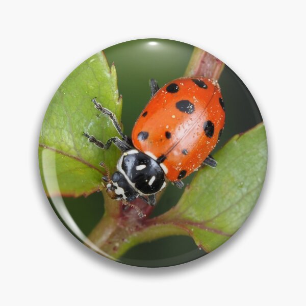 Item preview, Hippodamia convergens (convergent lady beetle) designed and sold by SDym Photography.