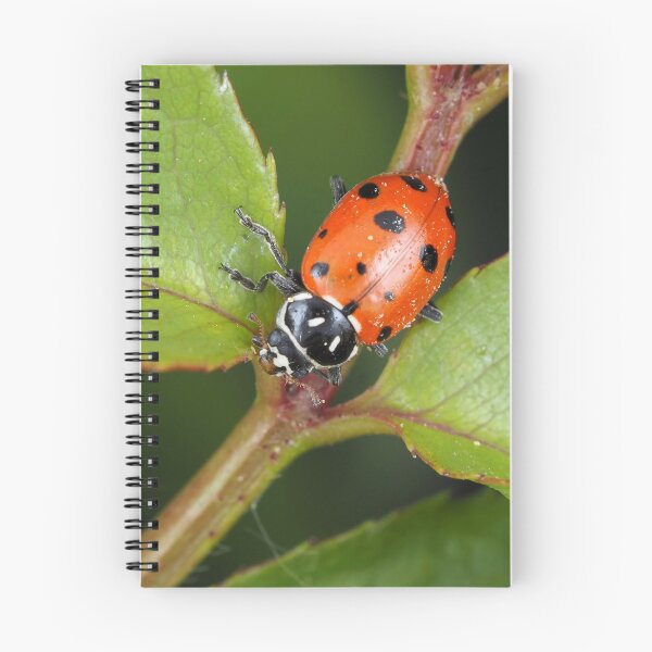 Item preview, Hippodamia convergens (convergent lady beetle) designed and sold by SDym Photography.