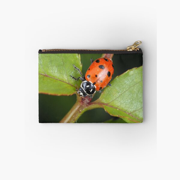Item preview, Hippodamia convergens (convergent lady beetle) designed and sold by SDym Photography.