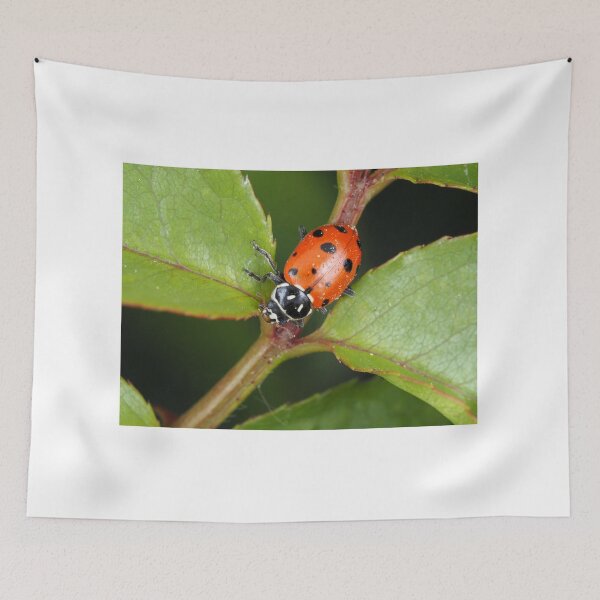 Item preview, Hippodamia convergens (convergent lady beetle) designed and sold by SDym Photography.