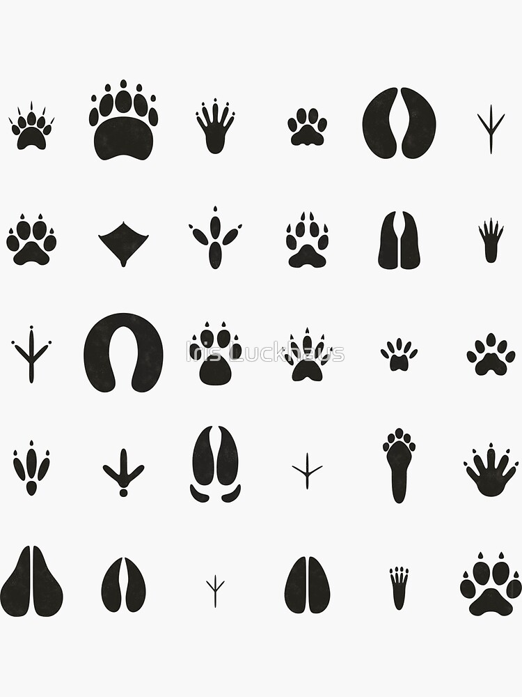 Animal Tracks, Woodland Animals footprints Clipart pack