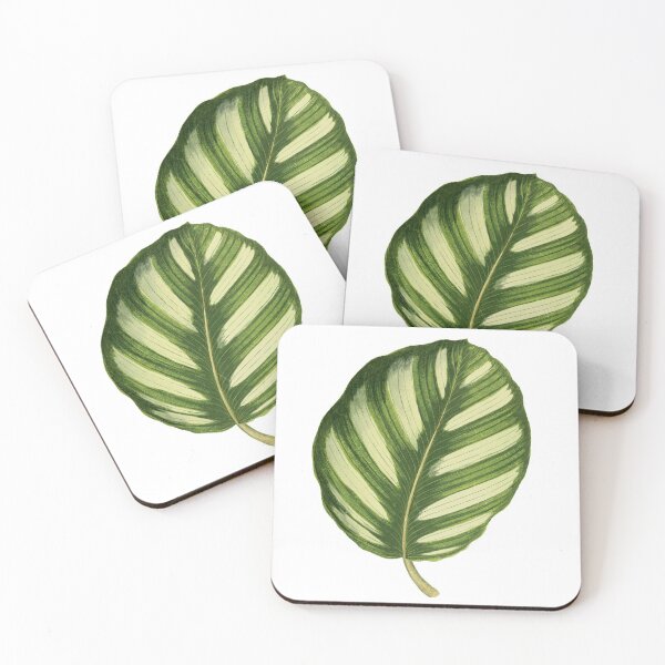 Item preview, Calathea fasciata - Rothschild designed and sold by chimakingthings.