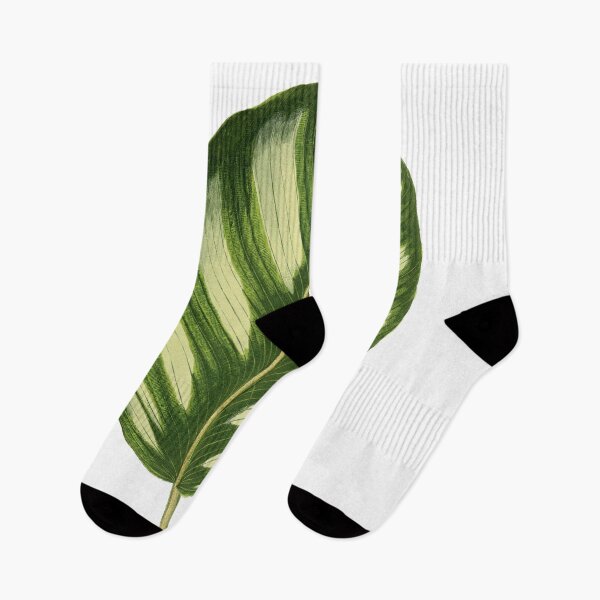 Item preview, Calathea fasciata - Rothschild designed and sold by chimakingthings.