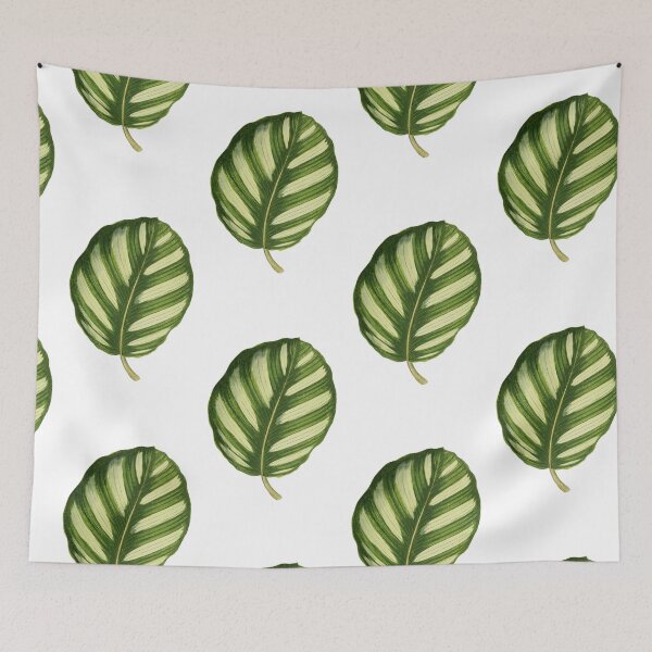 Item preview, Calathea fasciata - Rothschild designed and sold by chimakingthings.